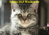 Emilio11.11.094verd.