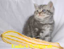 Emilio6w