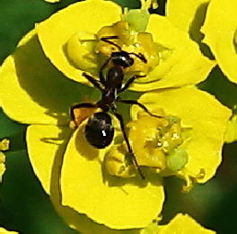 gelbe Blume mit Ameise2